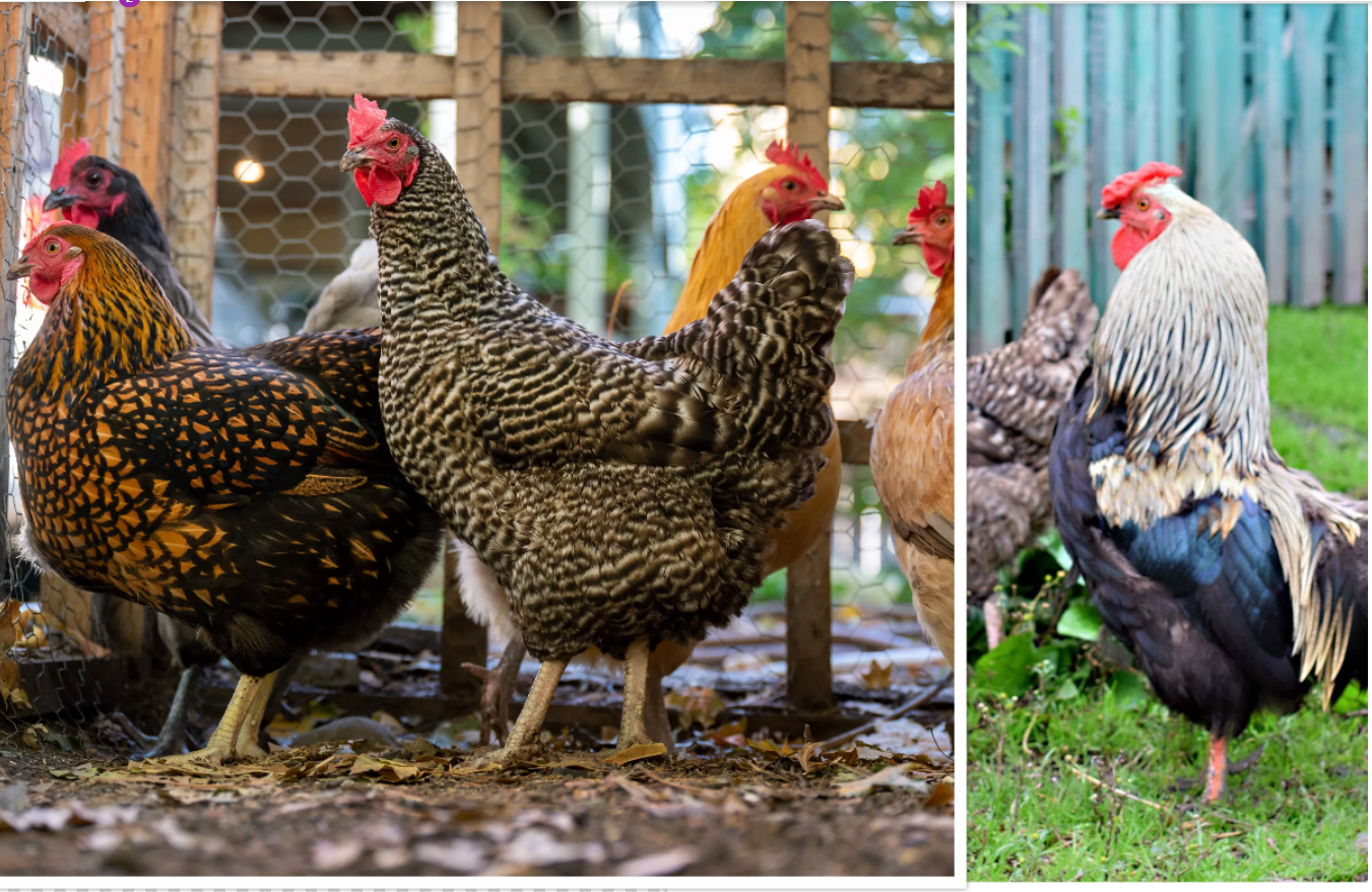 Backyard Chickens in New Jersey